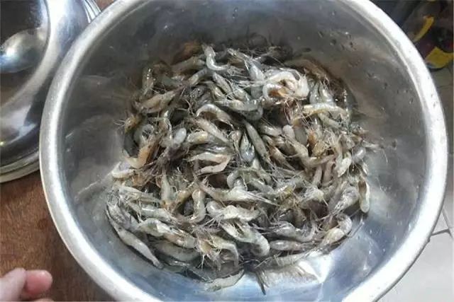 中等大小河虾怎么处理,放河虾笼的技巧视频