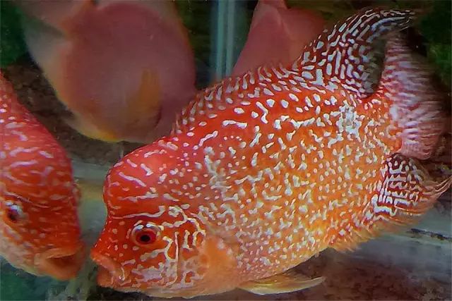 中等大小河虾怎么处理,放河虾笼的技巧视频