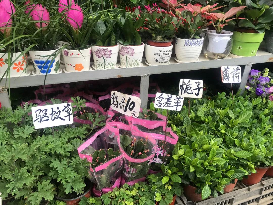 花色撩人，亲测德阳这两家花市，“花chi”去了就不想出来！