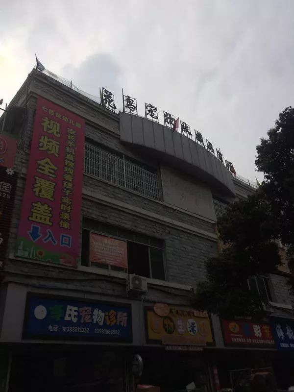 花色撩人，亲测德阳这两家花市，“花chi”去了就不想出来！