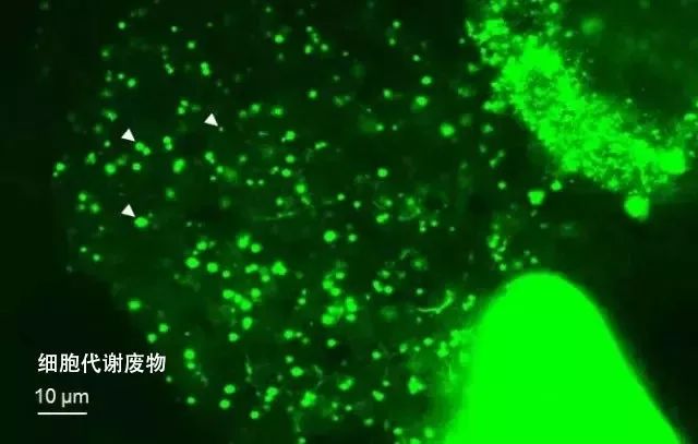 国货之光护肤品面膜,郑元畅面膜推荐