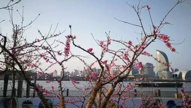 上海黄浦江旁边的公园,黄浦江边上的公园
