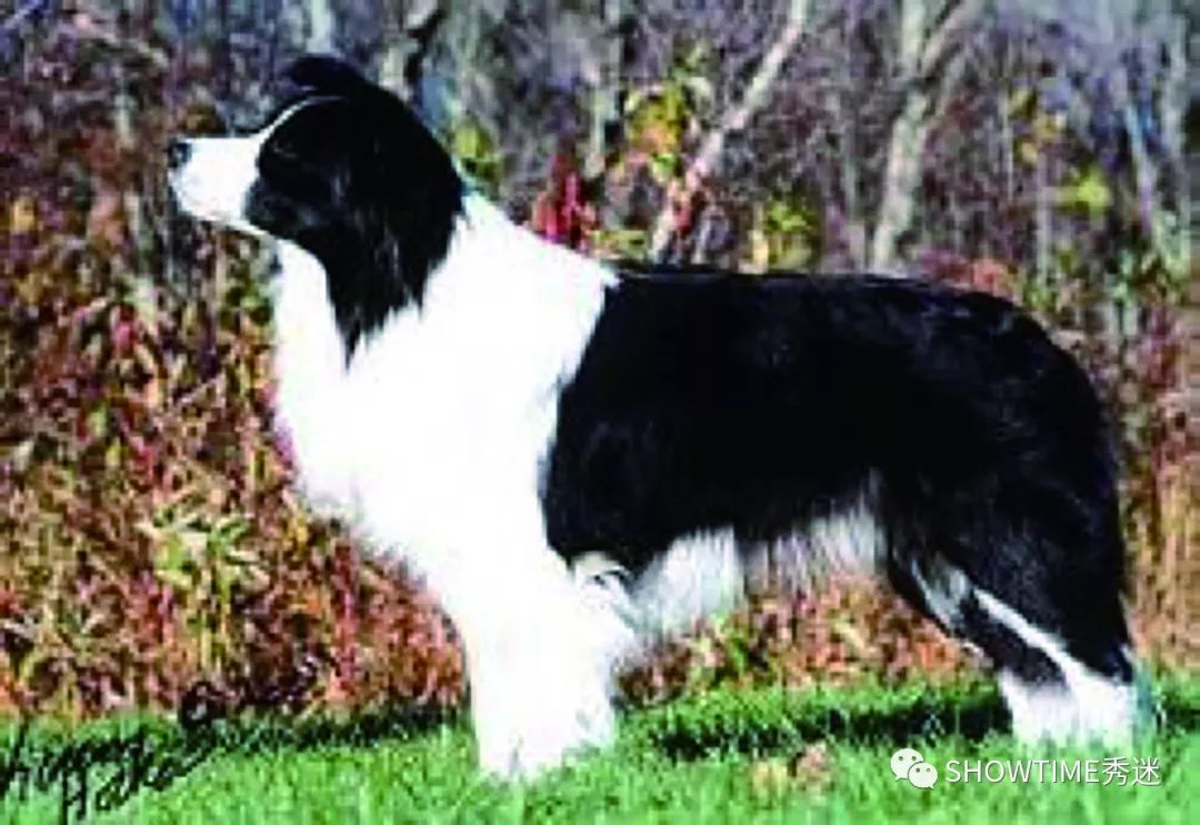 Elyn：非常安静内向的……野姑娘。|犬学知识专业版封面故事