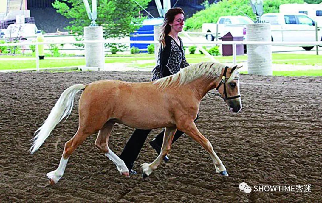Elyn：非常安静内向的……野姑娘。|犬学知识专业版封面故事