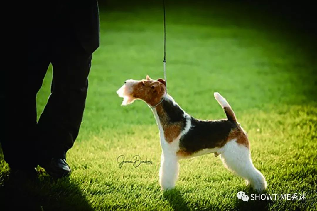 Elyn：非常安静内向的……野姑娘。|犬学知识专业版封面故事