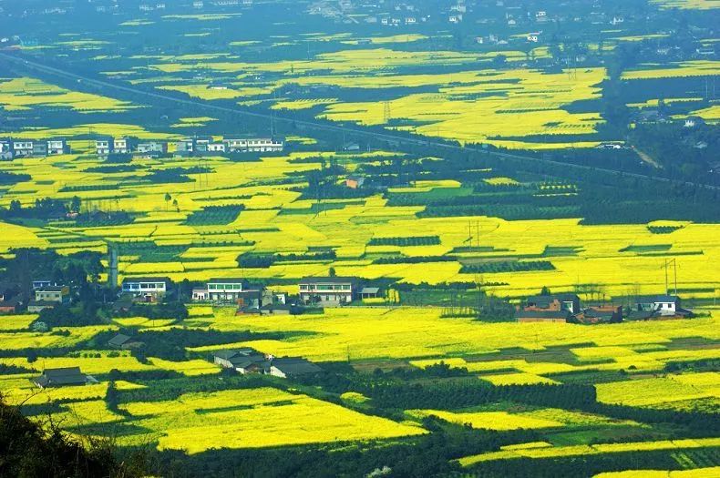 又脆又甜又多汁的水果,皮薄甜脆的水果