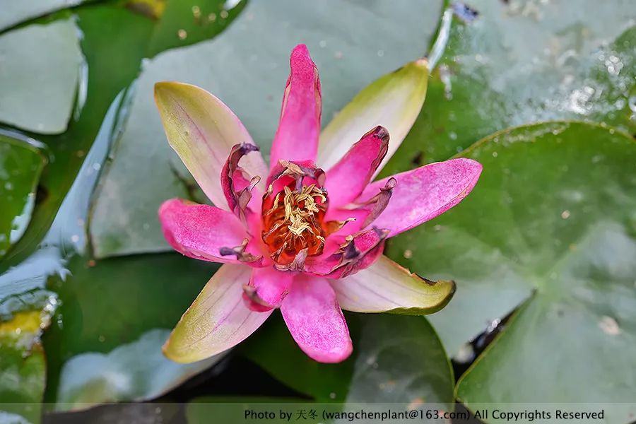 微型睡莲的品种及图片介绍,冬季适合种植的睡莲