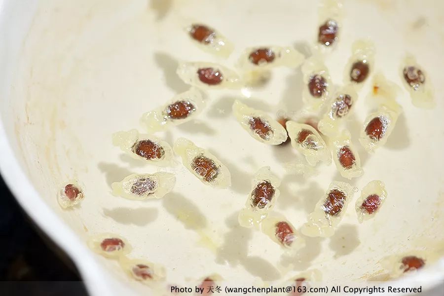 微型睡莲的品种及图片介绍,冬季适合种植的睡莲