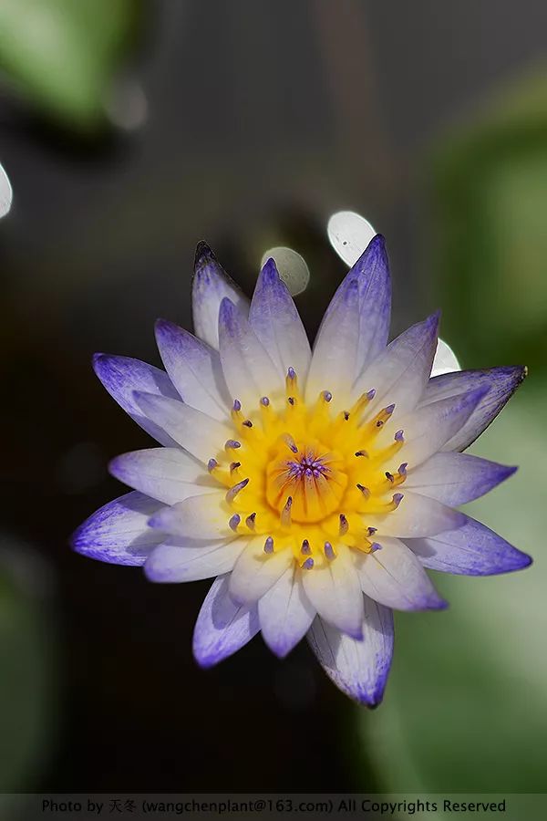 微型睡莲的品种及图片介绍,冬季适合种植的睡莲