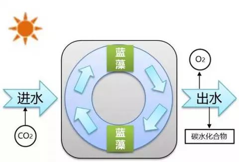 蓝藻人造叶片系统,蓝藻人造叶片工作原理