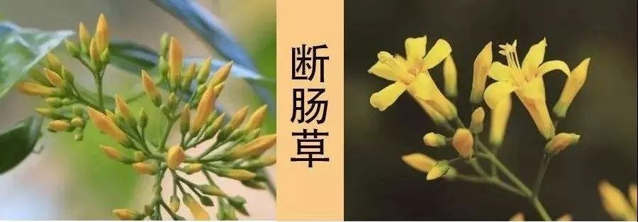 吃了街边买的“青菜”，一家三口急送医！这些菜清明常出没…