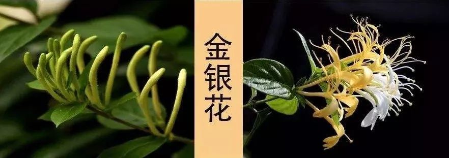 吃了街边买的“青菜”，一家三口急送医！这些菜清明常出没…