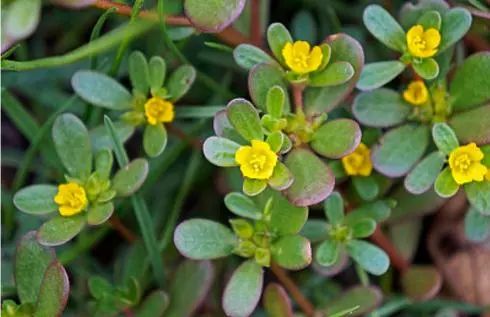 吃了街边买的“青菜”，一家三口急送医！这些菜清明常出没…