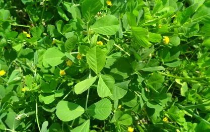 吃了街边买的“青菜”，一家三口急送医！这些菜清明常出没…