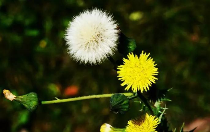 吃了街边买的“青菜”，一家三口急送医！这些菜清明常出没…