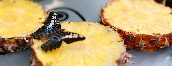 兴耀樟宜机场2025年动工吗,樟宜机场航站楼