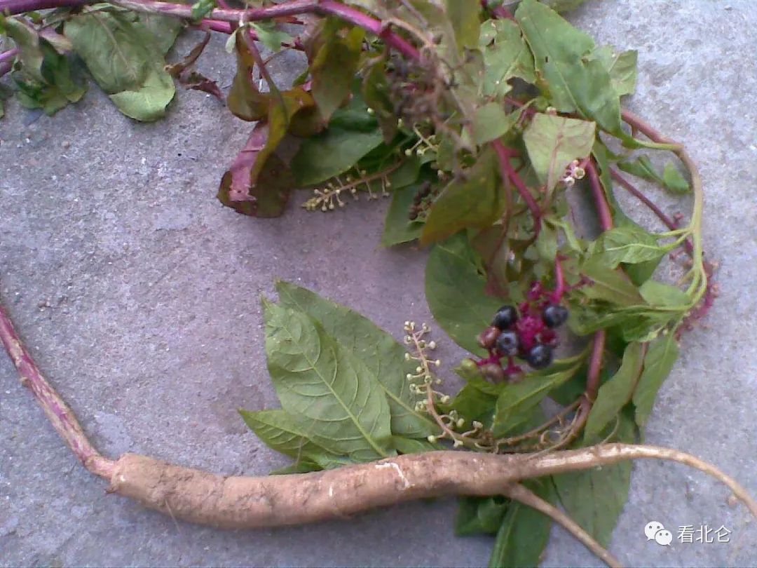 吃了街边买的“青菜”，一家三口急送医！这些菜清明常出没…