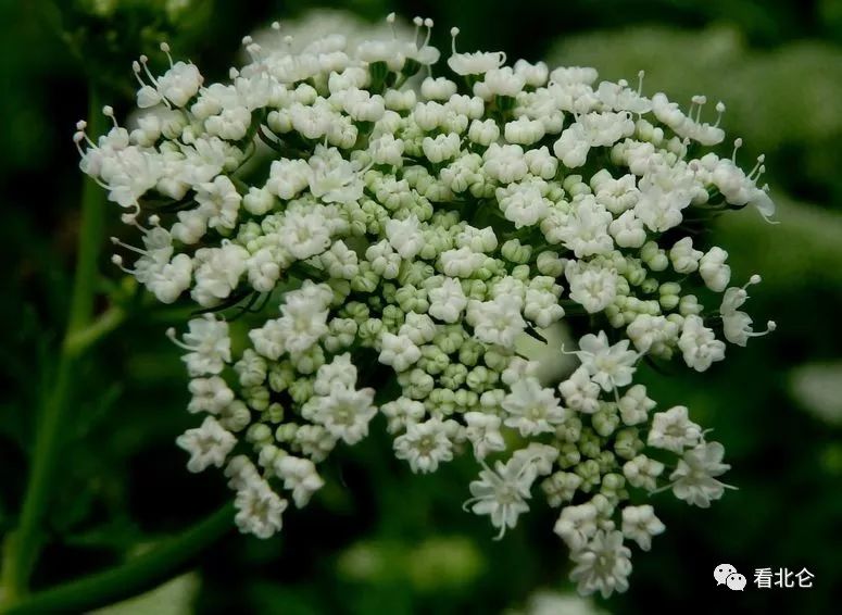 吃了街边买的“青菜”，一家三口急送医！这些菜清明常出没…