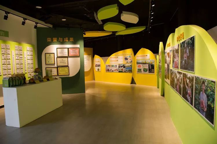 黄梨花儿开，大美馆陶等您来！