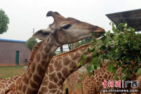 广西壮族三月三贵港特点,广西三月三撩人