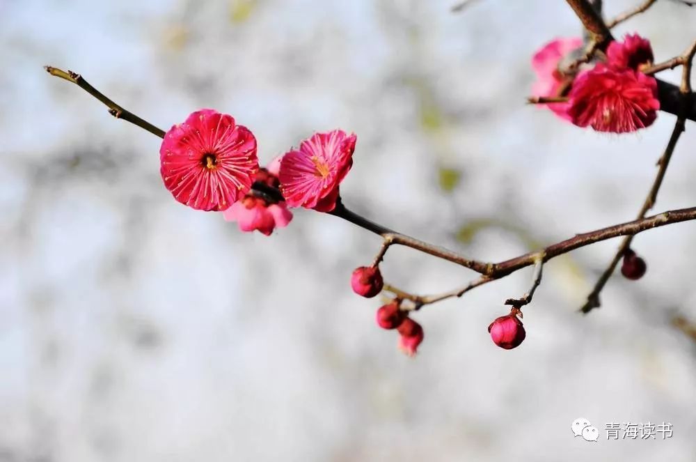 荷塘景色征文范文600字,荷塘为主题的征文