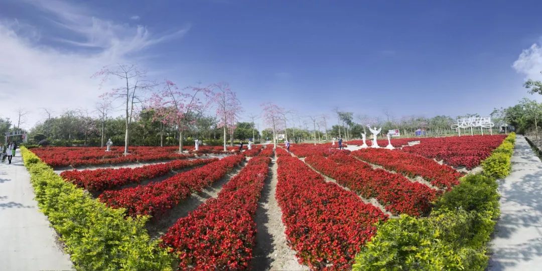 权威发布|这样的花都，太上头了！