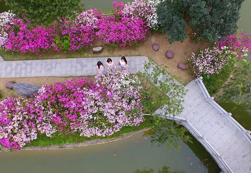 权威发布|这样的花都，太上头了！