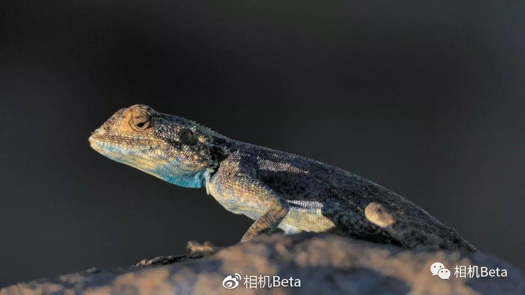 松下lumixfz1000ii机身,松下lumixfz1000样片