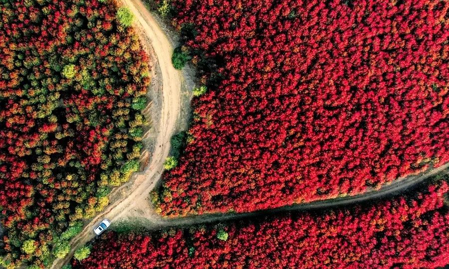 【春游江淮请您来】庐江：石楠逢春时荒山披红妆