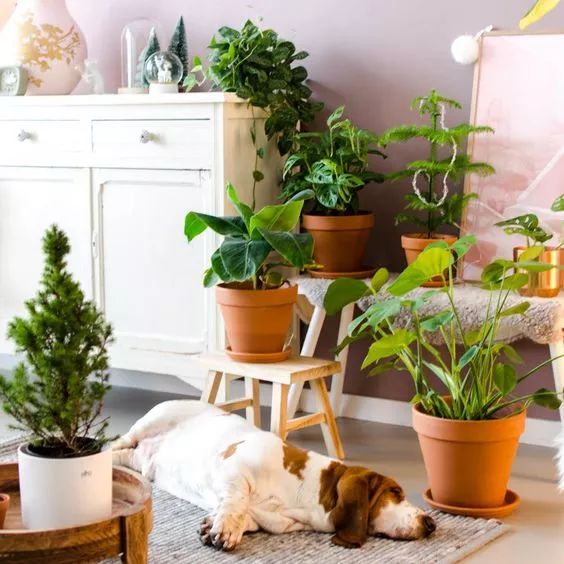 过期的药片丢花盆里花长疯了,这几种过期药片别扔掉放到花盆里