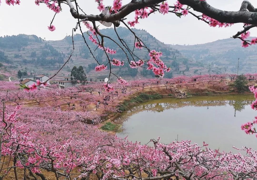 清明周边好去处成都,夏季成都周边花海打卡地