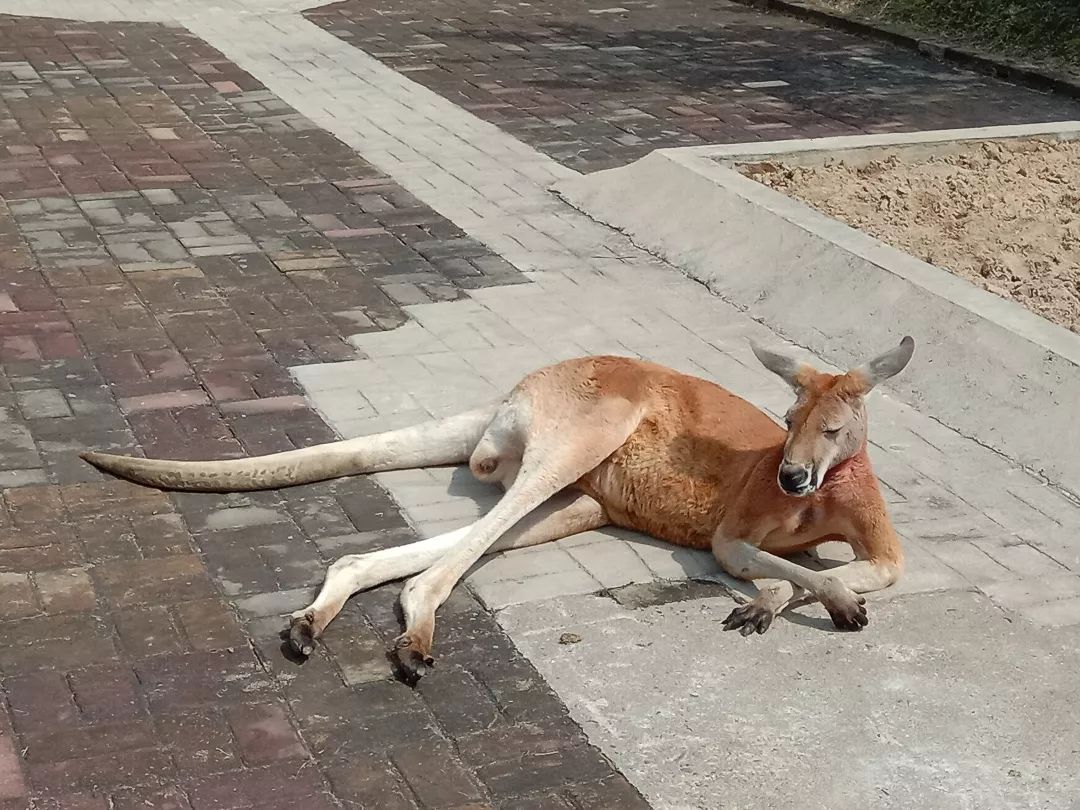 柏乐园附近美食,柏乐园有没有美食