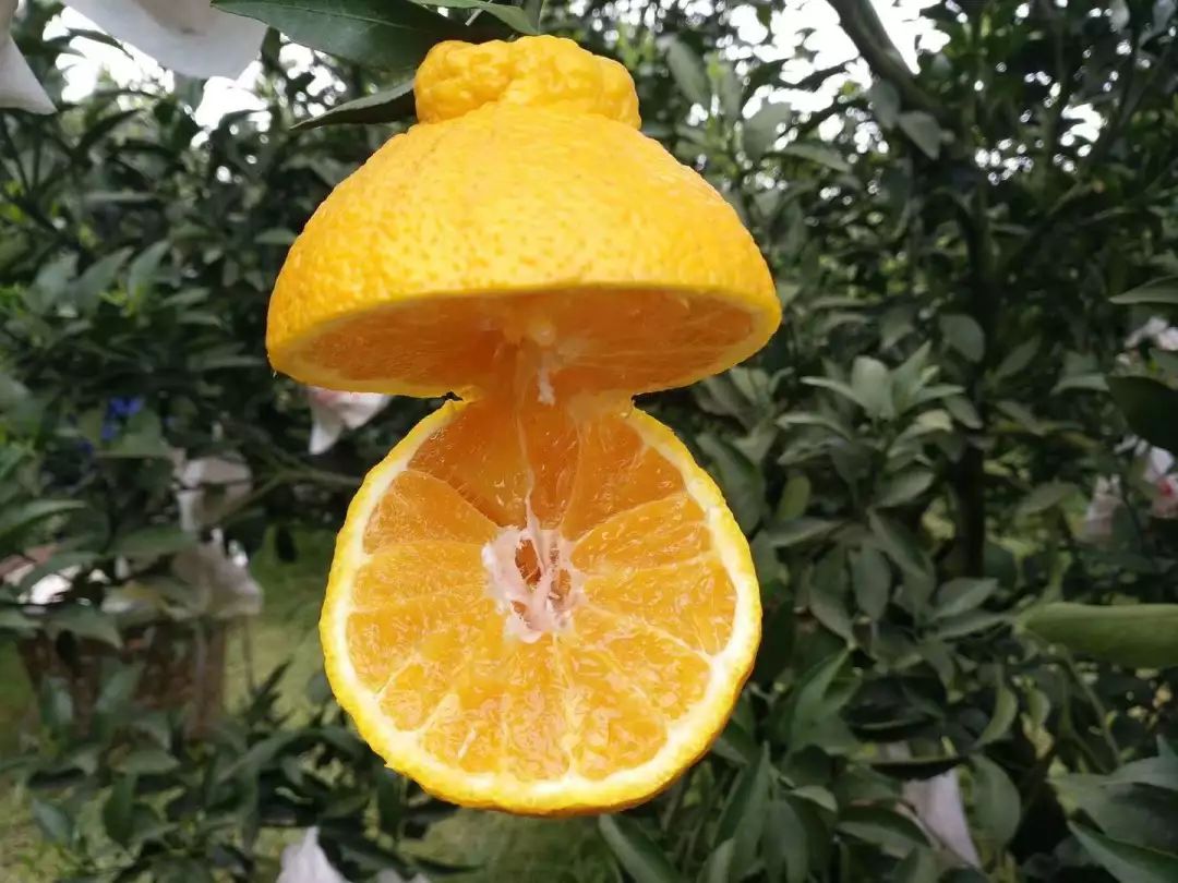 又脆又甜又多汁的水果,皮薄甜脆的水果