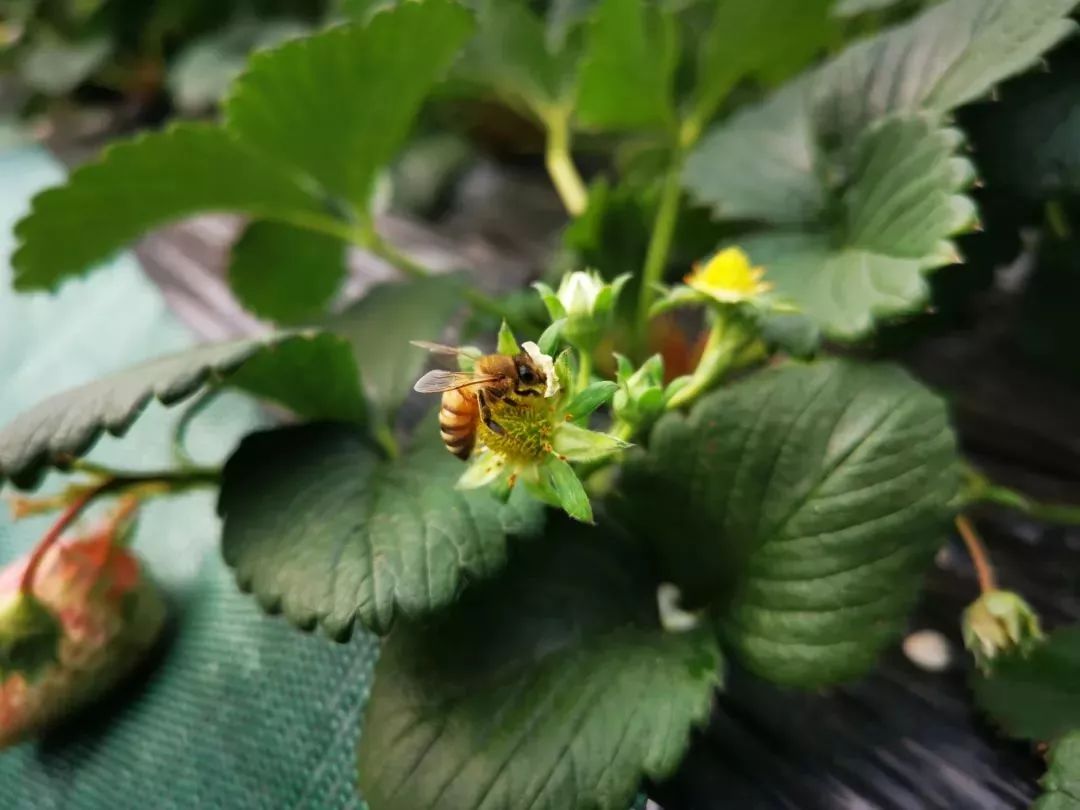 大连旅游攻略冬天普兰店,玩遍大连惊艳的季节