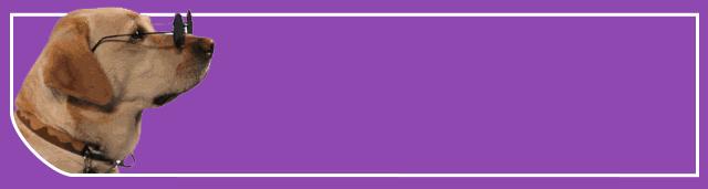 哈士奇的生活习性和饲养方法,哈士奇幼犬饲养注意事项有哪些