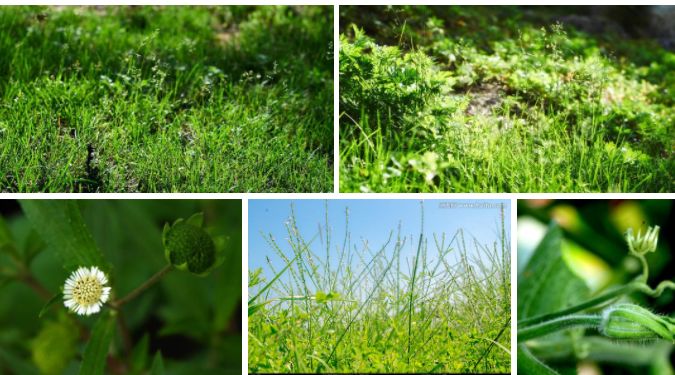 番禺最有代表性的植物是什么,农村到处都有的这种草竟然是个宝