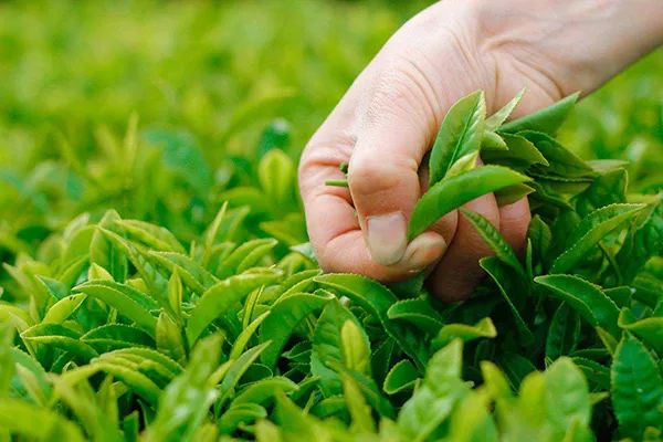 有机肥补贴200元,100亩以上土地有机肥补贴政策