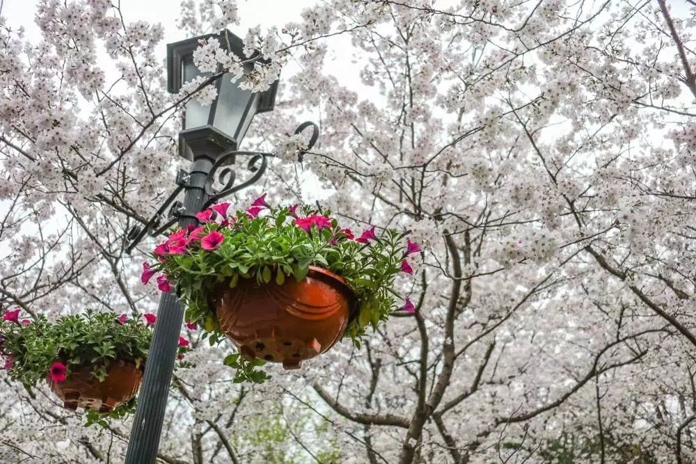 中山最佳打卡公园,景色打卡点中山公园