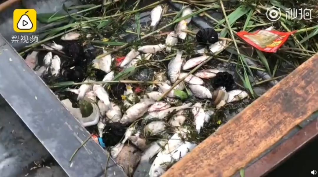 今日话题：单位食堂节假日期间对游客开放〡早安，张家界（343期）