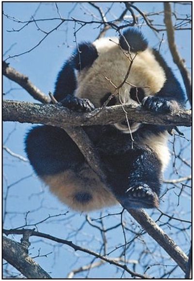 熊猫的护卫队,熊猫护卫队