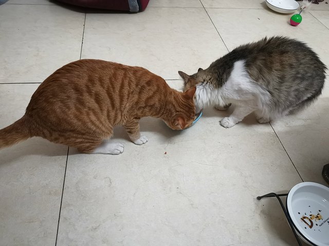 厦门鼓浪屿介绍,厦门鼓浪屿4日游攻略