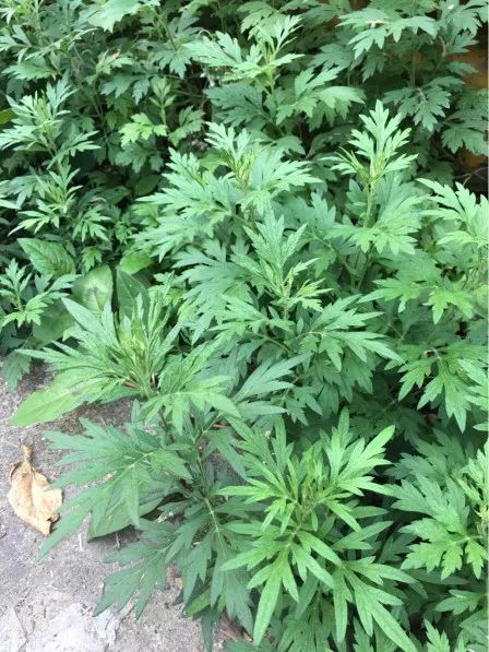 艾叶有毒吗能吃不,为什么有人说艾叶有毒