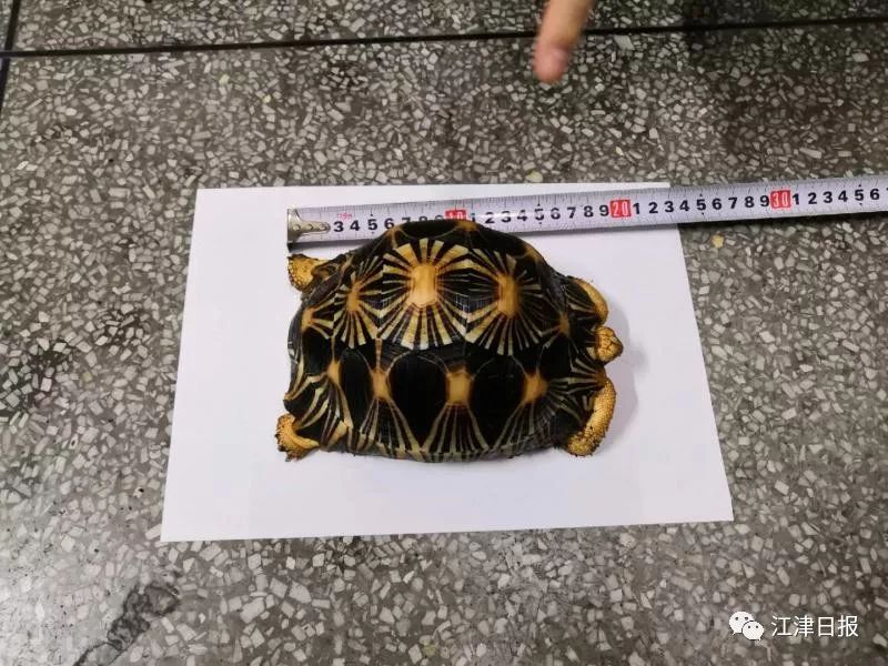 出售乌龟犯法吗,出售七彩小乌龟犯法吗