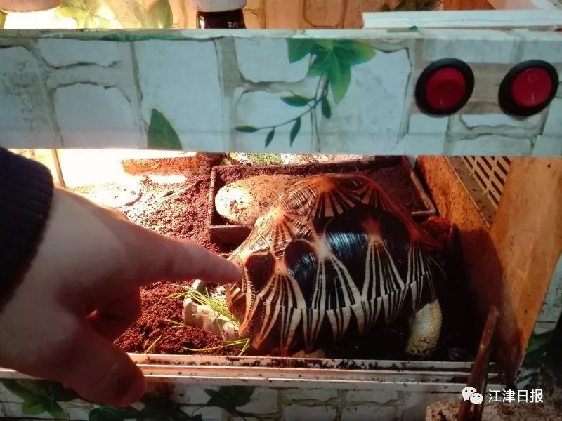 出售乌龟犯法吗,出售七彩小乌龟犯法吗