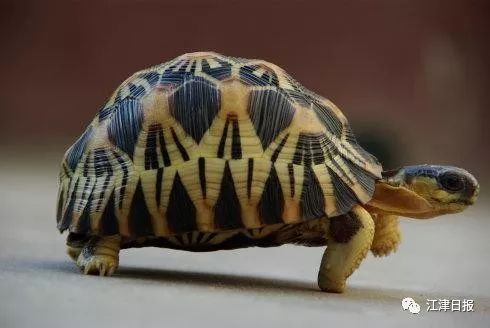 出售乌龟犯法吗,出售七彩小乌龟犯法吗