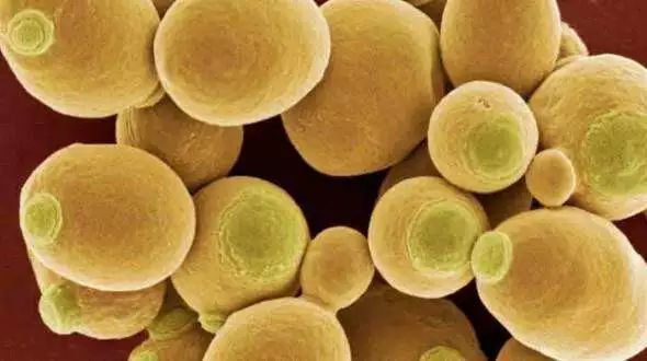 真菌感染死亡率最高的疾病,致命真菌怎么预防