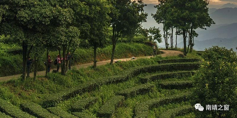 南靖茶旅融合,茶旅融合的风景