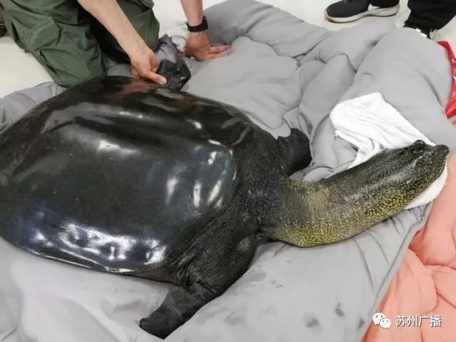 世界最孤独的中国神兽,全球十大孤独神兽