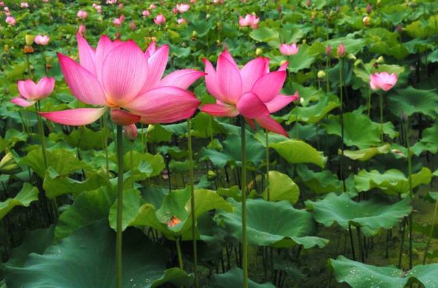 夏天婺源旅游攻略2天1晚,婺源旅游攻略三天两夜自由行