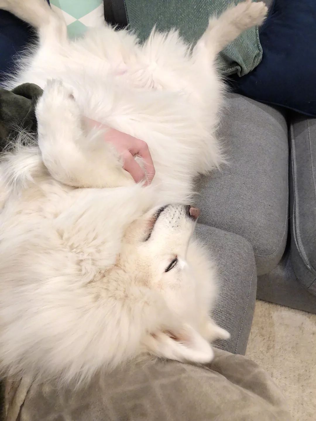 成都冷知识丨最霸气！聊聊养10条松潘狗的资格老成都“铲屎官”张大千